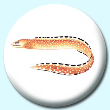 38mm Eel Button... 